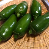 メキシコ唐辛子ハラペーニョ！