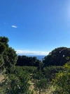 【贈答用】屋久島産ぽんかん　5kg