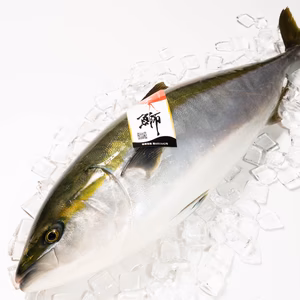 日本酒の酒粕を食べて育った　美人鰤(びじんぶり)　ラウンド(丸一本)