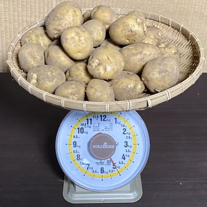 マルチ農法で育てた新ジャガ【北あかり】5・10kg