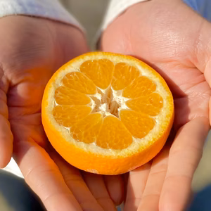 伊予柑 【樹上でじっくりと完熟】