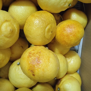 【訳あり】広島県産　はるか‼️　加工ジュース　5kg(箱込み)