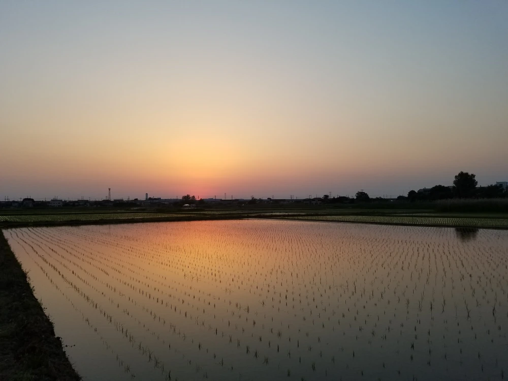 じんでんコシヒカリ7分精米５キロ
