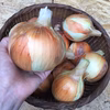《農薬,化学肥料不使用》たまねぎ
