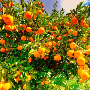 薄皮濃い濃いみかん 中玉サイズ 