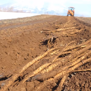 春掘りゴボウ