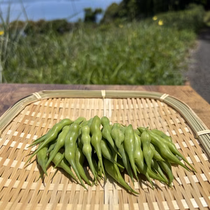 大根の味！旬は一瞬のさや大根　栽培期間中、農薬・化学肥料不使用