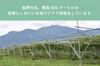 濃厚な甘さと華やかな香りが格別。シャインマスカットの干しぶどう250ｇ～1kg