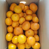 【初出店お試し価格！】早生　山口岩国みかん　2Ｌ、3Ｌサイズ　箱込5㎏