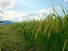 【新米・玄米】特別栽培米コシヒカリ•有機肥料100％・連続特別優秀賞！飛騨う米