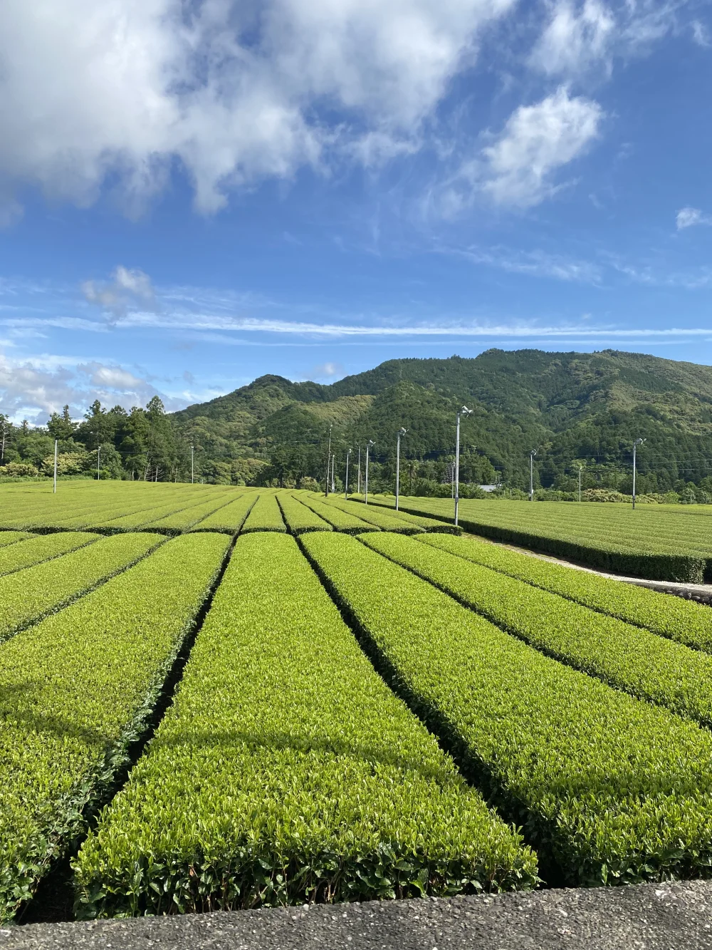 ポスト投函全国送料無料】◎全国第3位◎伊勢煎茶 利久 100g入｜お茶の