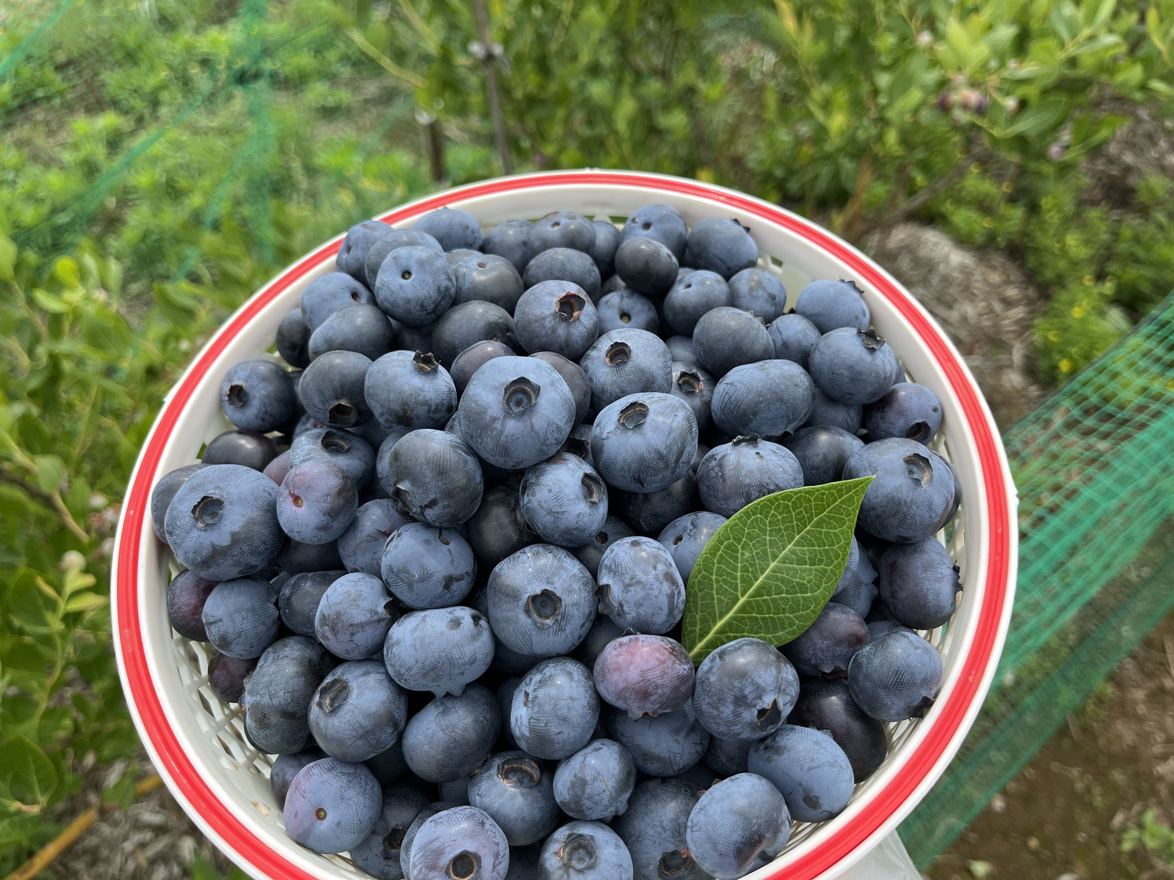無農薬ブルーベリー 800ｇ 果物