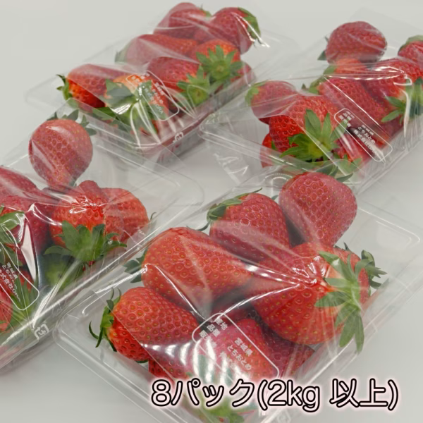 宮城県産レギュラーイチゴ(大粒、ばら詰め）8パック
