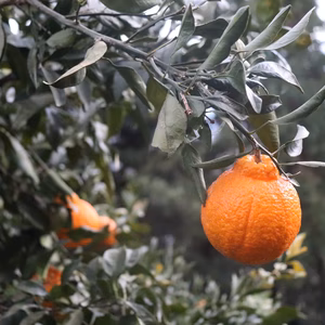 「木成熟成」甘くって、プリっと新鮮‼︎中山さん家の不知火「火」f シリーズ