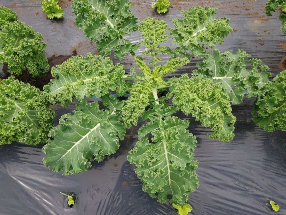 北海道十勝のサラダケール ２品種 １kg 農薬化学肥料不使用 農家漁師から産地直送の通販 ポケットマルシェ