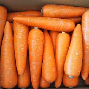 有機人参【冬】〔有機JAS認証〕 