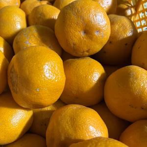 食べ応え抜群！大玉みかんの帝みかん！