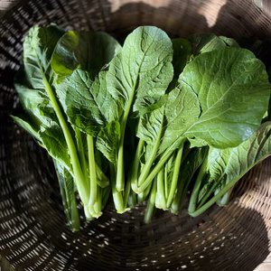 【自然栽培】小松菜