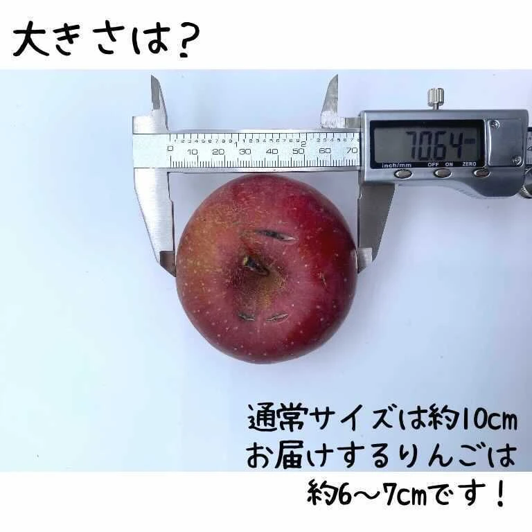 【かわいいサイズ】春待ちりんご（訳あり　2.7kg）減農薬栽培