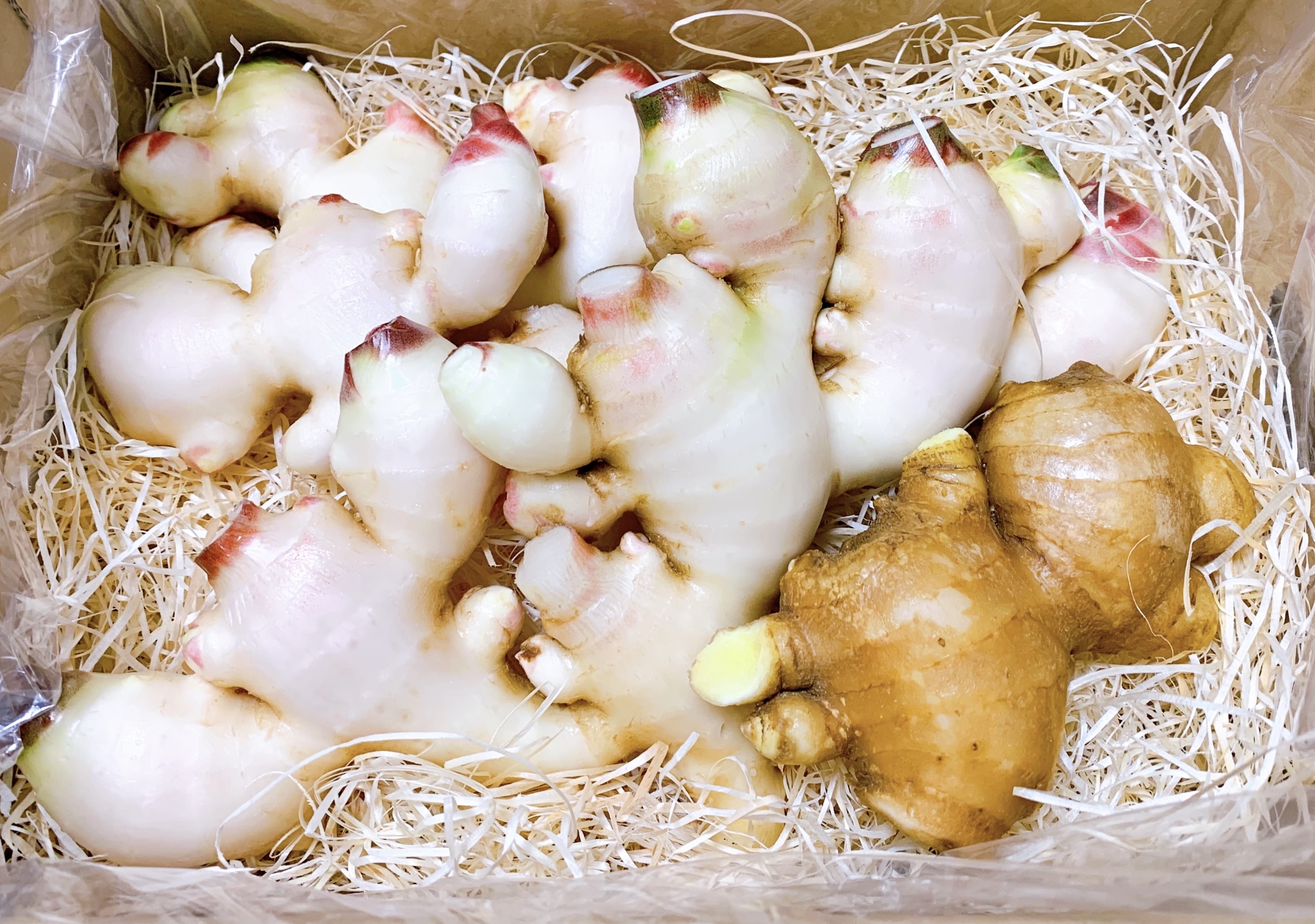 生姜の通販・お取り寄せ商品｜野菜｜ポケットマルシェ｜産地直送で旬の