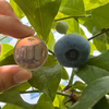 生ブルーベリー1kg（ソーラーシェアリング栽培）