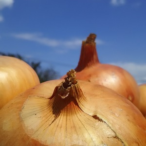 Organic【旬の玉ねぎ❗❗】ばぁばのモノスゴイ野菜❗❗✨✨✨