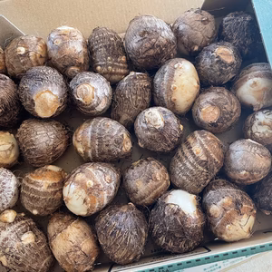 【10月下旬発送】開成弥一芋(サトイモ) 一口サイズ2㎏