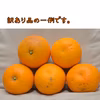 【急遽本日最終！】プリプリでジューシー★さつき八朔（樹上超熟八朔） 