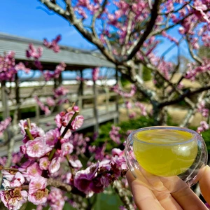 【宅配便】2021年度産 新茶飲み比べセット！静岡 牧之原