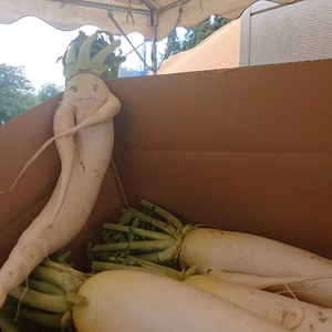 無農薬栽培だいこん(わけあり)