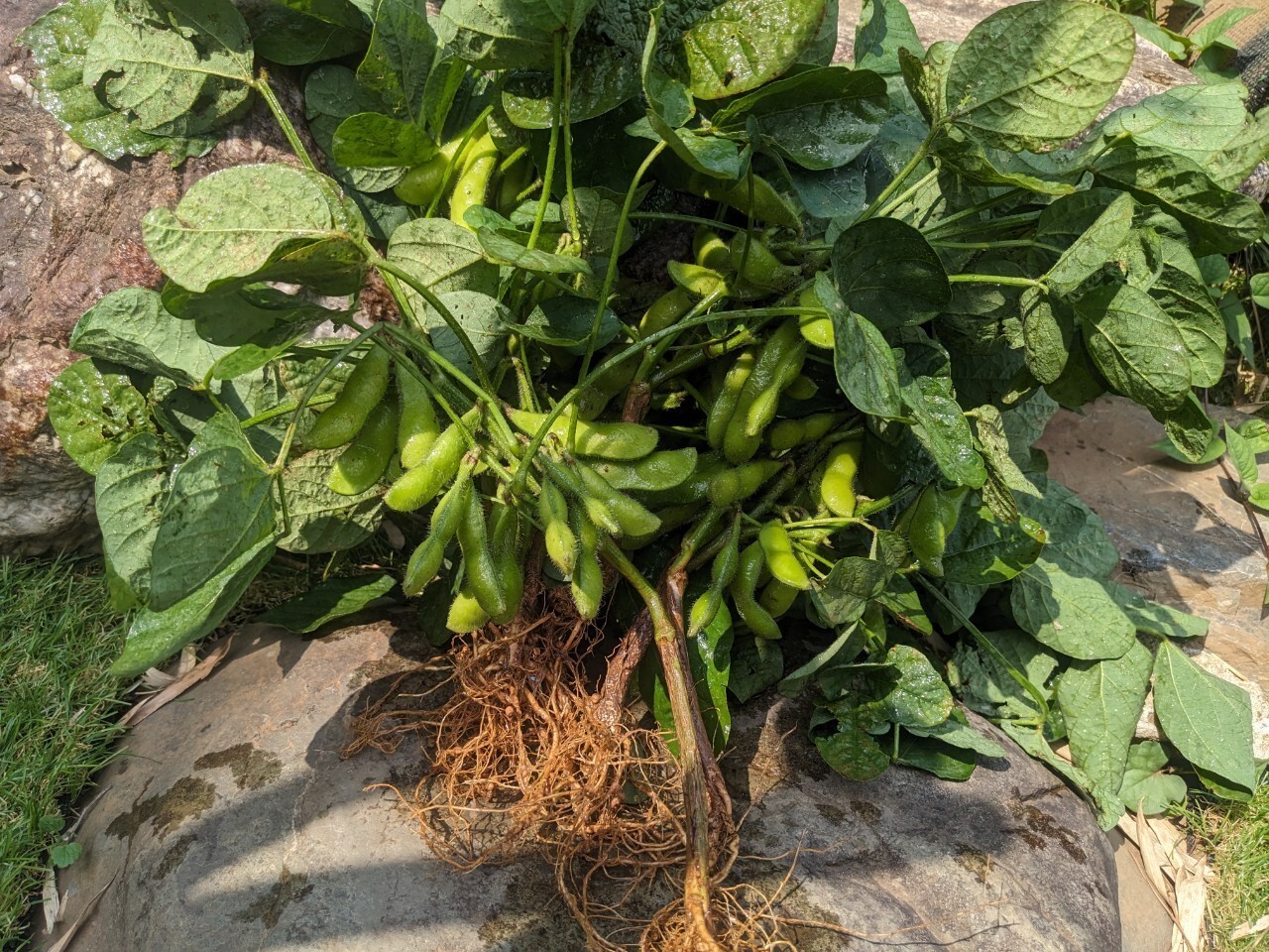 最高糖度40度オーバー】大切な人へ最高の贈り物約1kg『千年えだまめ