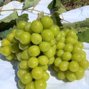 【 桔梗ヶ原ブランド】シャインマスカット３房セット（約1.3kg)