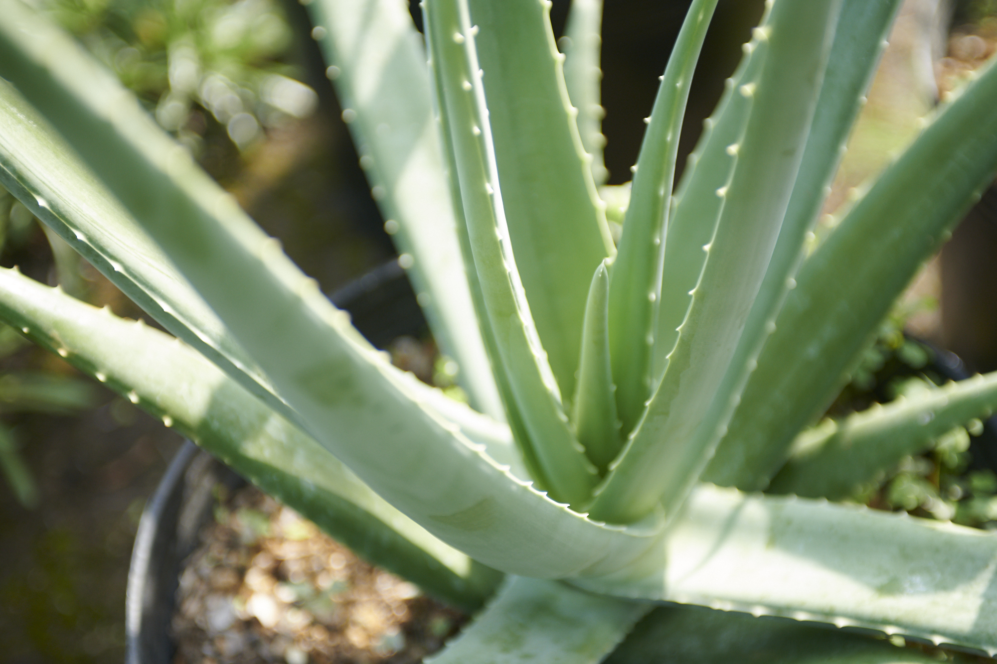 農薬不使用 アロエベラ２キロ 農家漁師から産地直送の通販 ポケットマルシェ