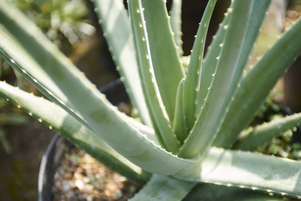 【農薬不使用】アロエベラ２キロ