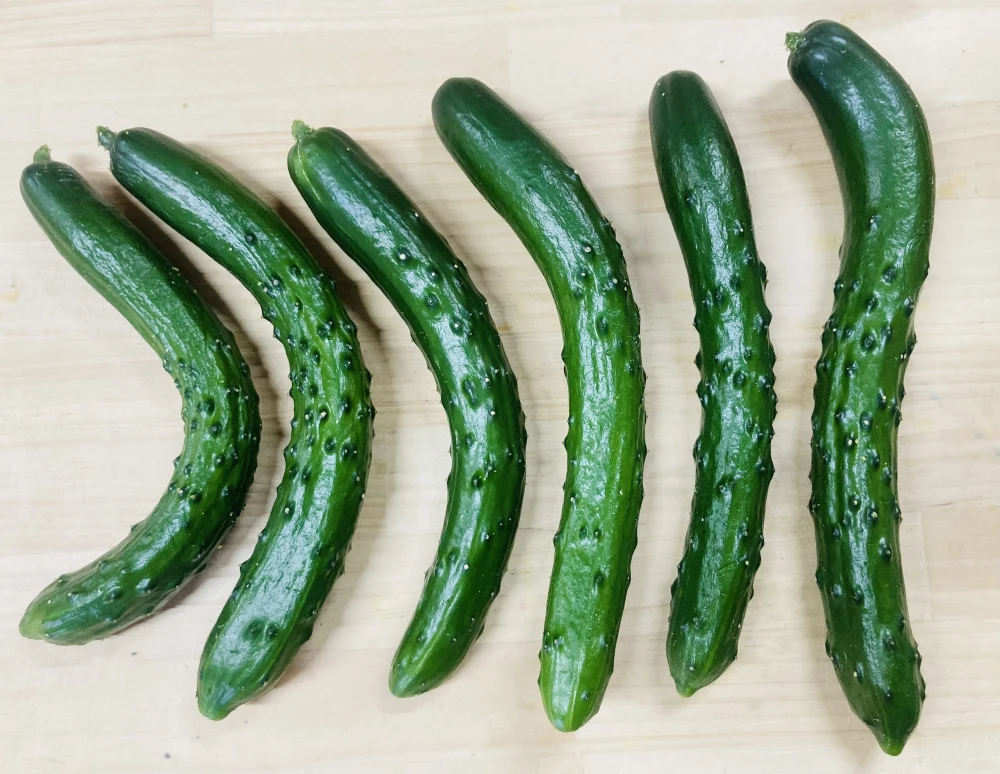 【訳ありお買い得】朝採れ新鮮！漬物用きゅうり５ｋｇ(曲がり・傷アリ)