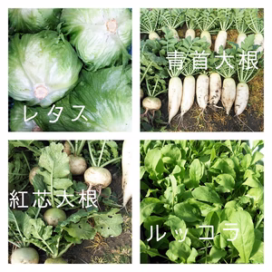 淡路島AwajicHorrorGardenセレクトの旬菜BOX☆