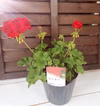 もっとも綺麗なレッド★ハイブリッドゼラニウム【カリオペ・ダークレッド】大鉢2鉢