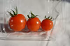お得！料理用【 超濃厚！旨味溢れる大きなミニトマト 】で料理をパワーアップ！！