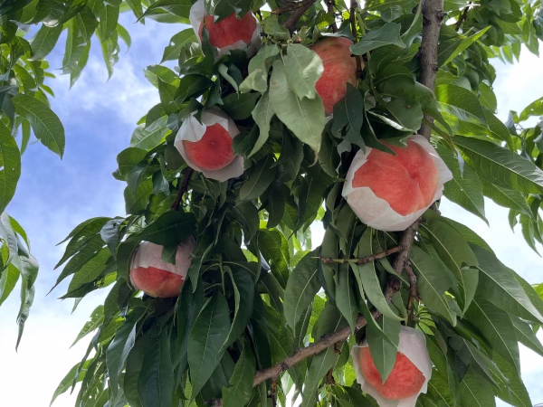 桃　まどか　訳あり5キロ 