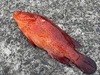 【魚突き】鹿児島県竹島のユカタハタ1.0kg 鱗、内臓処理済み