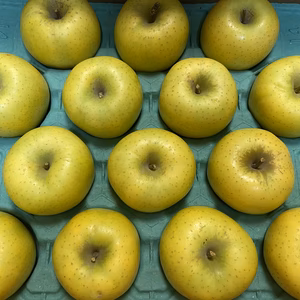 パリッとりんご！【贈答用】シナノゴールド 10月発送 信州りんご 