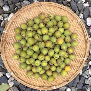 【訳あり】カリカリ梅用の小梅(生梅)