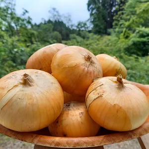 とろっと☆めちゃうま☆みずみずしい玉ねぎ 3kg
