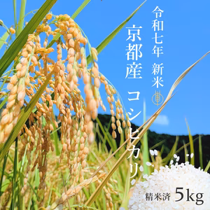【令和7年 新米】京都府産 お米 コシヒカリ 【精米済】