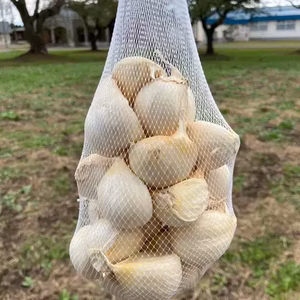 【100名様限定！お一人様1点限り】にんにくの王様『白玉王』特大バラ（500g）