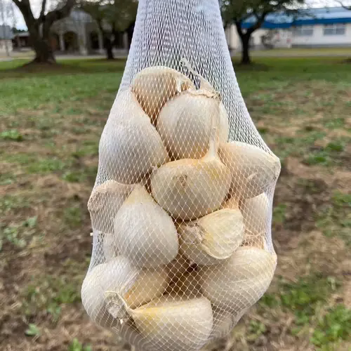 【100名様限定！お一人様1点限り】にんにくの王様『白玉王』特大バラ（500g）