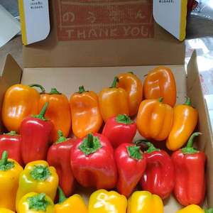 ミニパプリカ(3色)セット