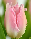 【チューリップ切り花】希少品種フリル咲　ピンク色　ハウステンボス１０本