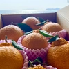 広島柑橘の本場「大長」のしらぬい4kg