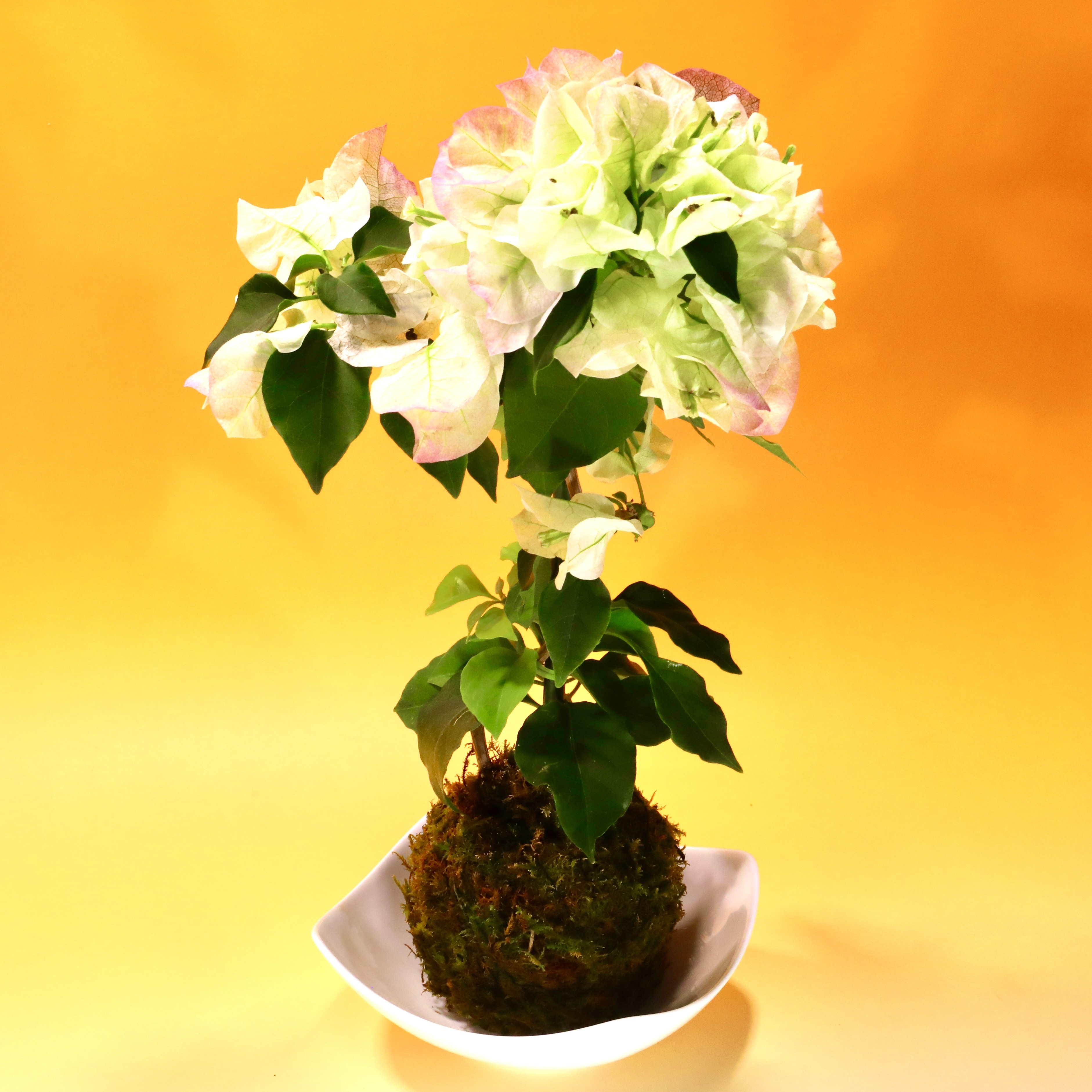 苔玉 ブーゲンビリア(白系) 高さ約30㌢ 重さ約500㌘